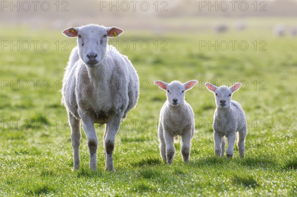 White domestic sheep ewe with two lambs in pasture in spring, North Frisia, Schleswig-Holstein, Germany, Europe