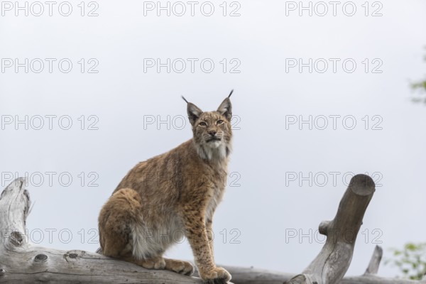 One Eurasian lynx, (Lynx lynx), sitting high up in a dead tree log. Mountains hide in dense fog in the background