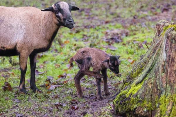 A female Cameroon or Cameroon Dwarf sheep, Ovis gmelini aries, and its lamb stand on a forest edge