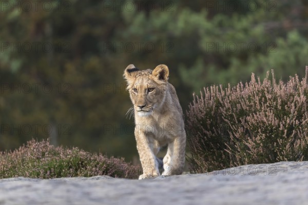 One female young lion (Panthera leo) running at a forest edge. Green vegetation in the background