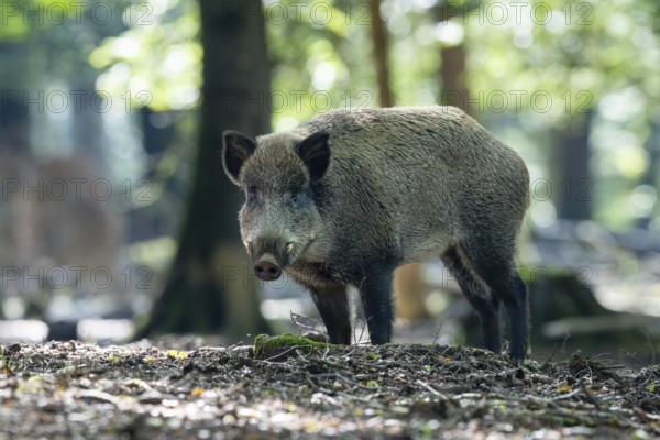 Wild boar (Sus scrofa), boar, Vulkaneifel, Rhineland-Palatinate, Germany, Europe
