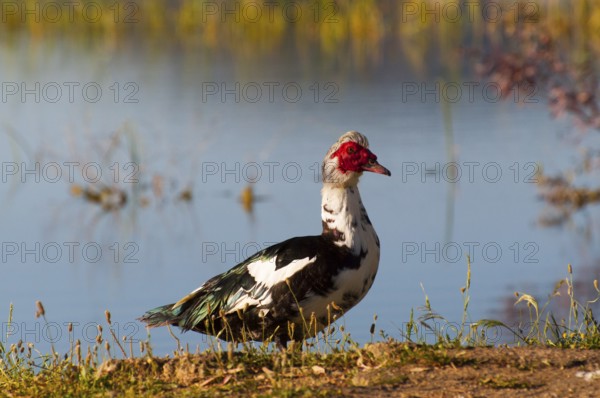 A duck stands on a grassy bank in front of a quiet lake with colourful plants in the background, Muscovy Duck, Muscovy Duck (Cairina moschata), Barbary Duck, Warty Duck, Spain, Europe