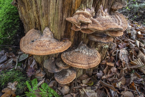 Oak mazegill, thick-walled maze polypore, maze-gill fungus, oak-loving maze polypore (Fomitopsis quercina) inedible fungi on rotten tree stump