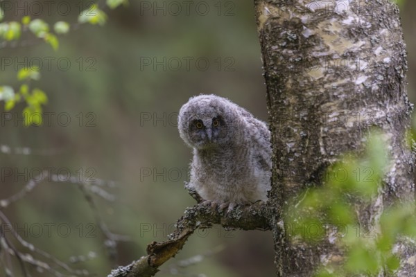 One young long-eared owl (Asio otus), sitting on a branch of a tree. Green vegetation in the background