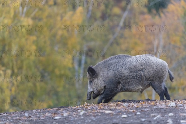 One wild boar or wild pig (Sus scrofa), walking over an opening in early morning light, searching for food, with an autumnal colored forest in the background