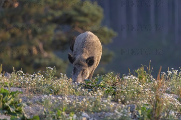 One adult wild boar or wild pig (Sus scrofa) searching for food on a flowering meadow in late afternoon light with a forest in first autumnal colours in the background
