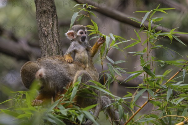 One female Central American squirrel monkey, Saimiri oerstedii, carrying her baby. Green vegetation around