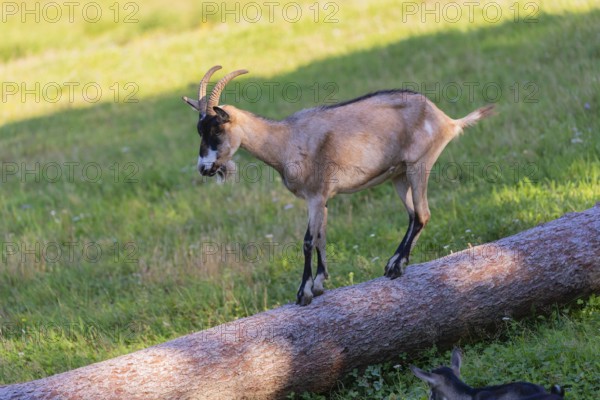One Tauernschecke goat, Capra aegagrus hircus, standing on a tree trunk lying on meadow