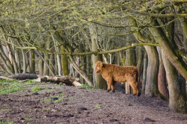 One Highland calf (Bos (primigenius) taurus) stands at a forest edge