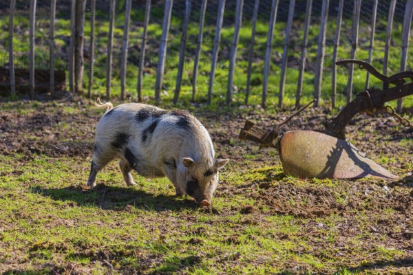 One Minipig, Sus scrofa domesticus, stands in a meadow, searching for food
