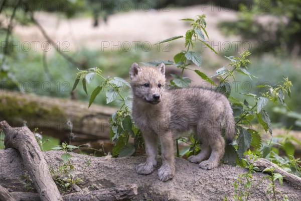 One four weeks old Arctic wolf cub (Canis lupus arctos) standing on a dry dam of a pond with green forest in the background