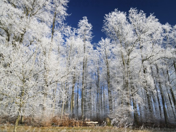Beech woodland (Fagus sylvatica), covered in hoarfrost against a deep blue sky in winter, beside Breuna, North Hesse, Germany, Europe