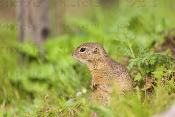 An adult European ground squirrel (Spermophilus citellus) or European souslik sits in green gras and eats something