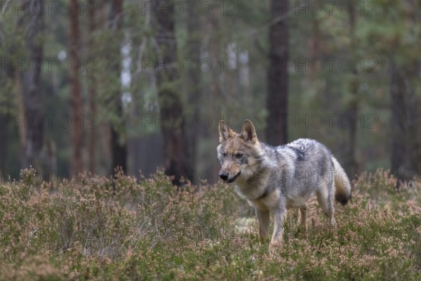 One young male eurasian gray wolf (Canis lupus lupus) running thru a forest with rocks and heather. Green vegetation in the background