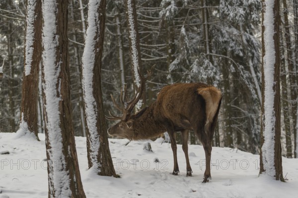 One Red Deer stag standing in a snow covered dense forest in winter