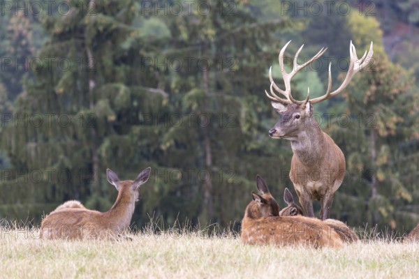 Red Deer buck standing on a meadow in autumn. Accompanied by some females. Trees in background