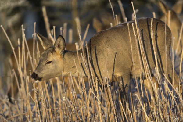 Roe deer standing in hoar frosted dead stinging nettle at minus 15 °C at sunrise. Licking off the hoar frost. Trees and dead stinging nettle in background
