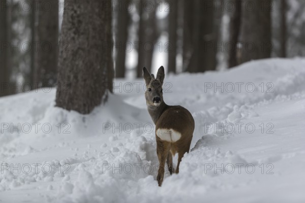 One young male Roe Deer, Roe buck (Capreolus capreolus), walking through a forest in deep snow. Trees in the background