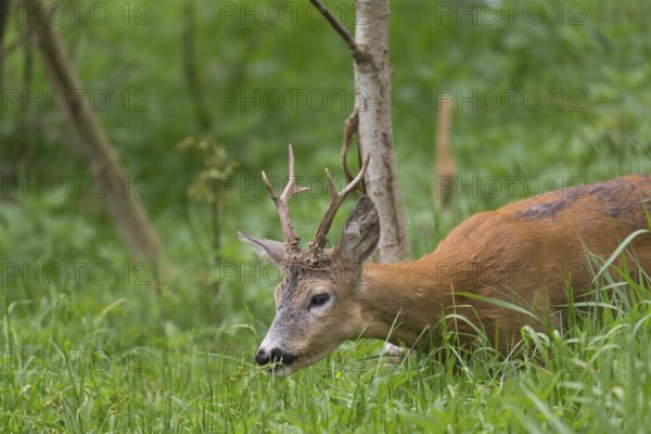 One male Roe Deer, Roe buck (Capreolus capreolus), walking on the forest floor through dense vegetation on hilly ground