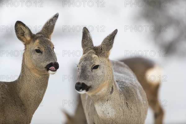 Roe deer portrait with neutral background
