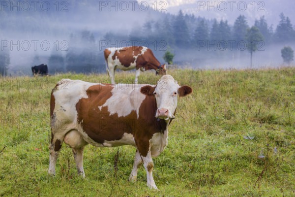 A herd of Holstein Friesian cows stand grazing in a meadow on a foggy day, while an mountain range and a forest can be seen in the background. Eng Valley, Austria, Europe