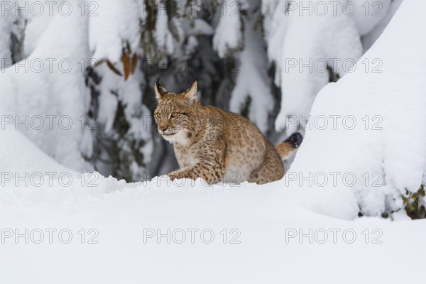 One young male Eurasian lynx, (Lynx lynx), walking over a deep snow covered meadow with a forest in the background