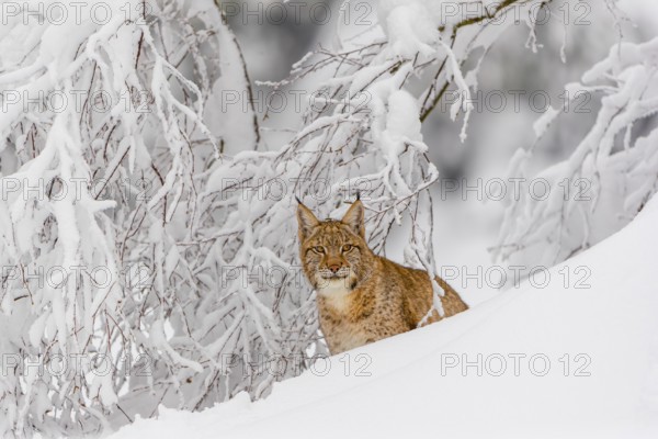 One young male Eurasian lynx, (Lynx lynx), walking through deep snow covered undergrowth in a forest