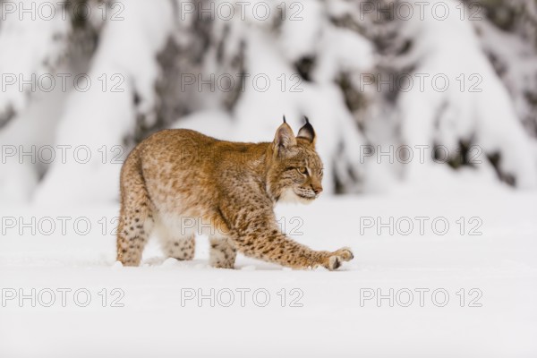 One young male Eurasian lynx, (Lynx lynx), walking over a deep snow covered meadow with a forest in the background