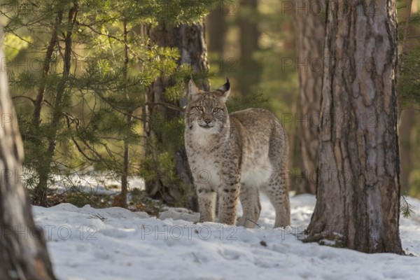 One young male Eurasian lynx, (Lynx lynx), standing on a snow covered forest ground in early morning light