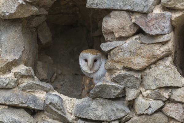 One barn owl (Tyto alba) sitting in a hole in a wall of a ruin of a monastery