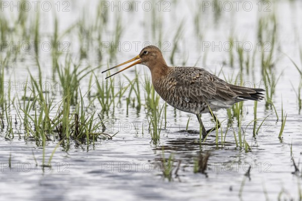 Black-tailed Godwit (Limosa limosa), Lower Saxony, Germany, Europe