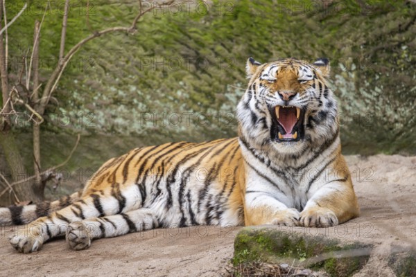 Siberian tiger (Panthera tigris tigris) lying in a forest, captive, incidence in Russia and Northeast China