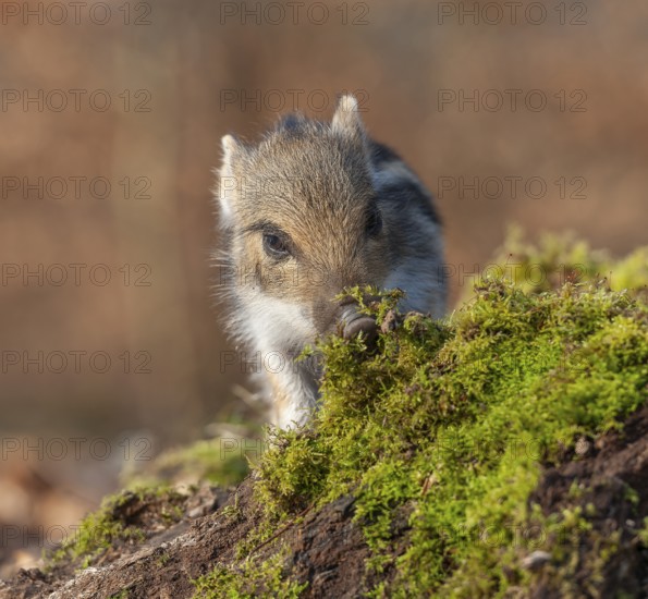 Wild boar, wild boar (Sus scrofa), young boar looking for food at an old tree stump in the forest, Germany, Europe
