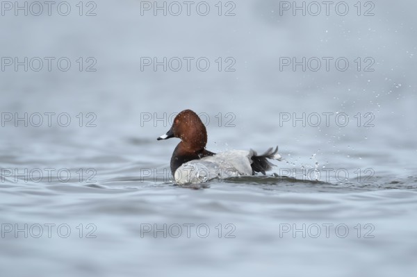 Common pochard duck (Aythya ferina) adult male bird bathing on a lake, England, United Kingdom, Europe