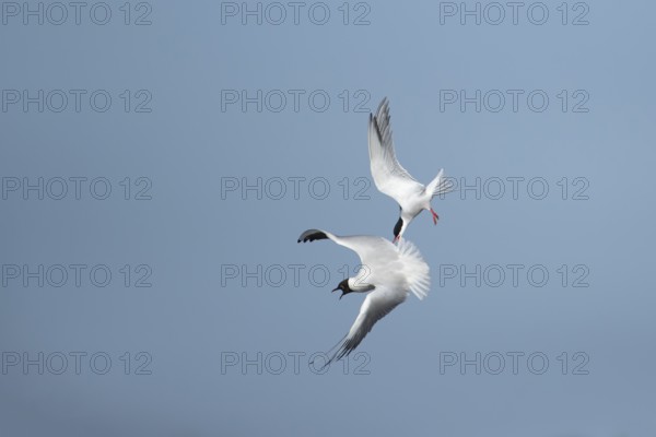 Common tern (Sterna hirundo) adult bird flying attacking a Black-headed gull (Chroicocephalus ridibundus) in the summer, England, United Kingdom, Europe