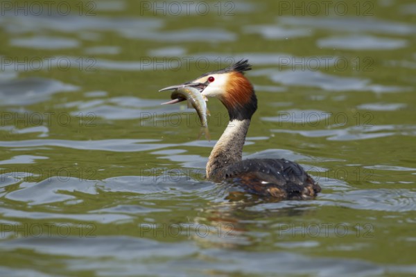 Great crested grebe (Podiceps cristatus) adult bird on a lake with a fish in its beak, England, United Kingdom, Europe