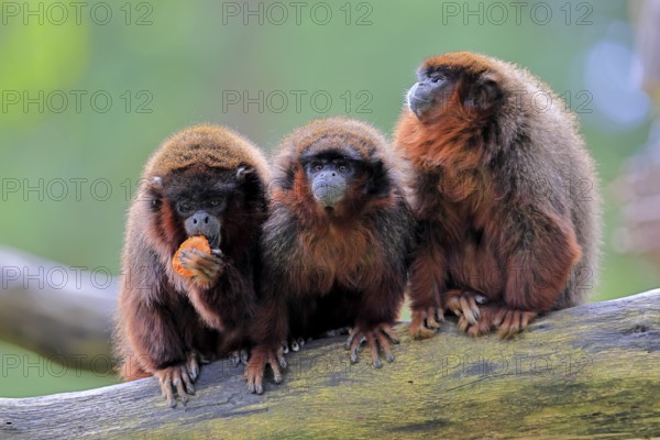 Coppery titi (Plecturocebus cupreus, Syn.: Callicebus cupreus), three coppery titi, group, feeding, adult, alert, tree trunk, South America