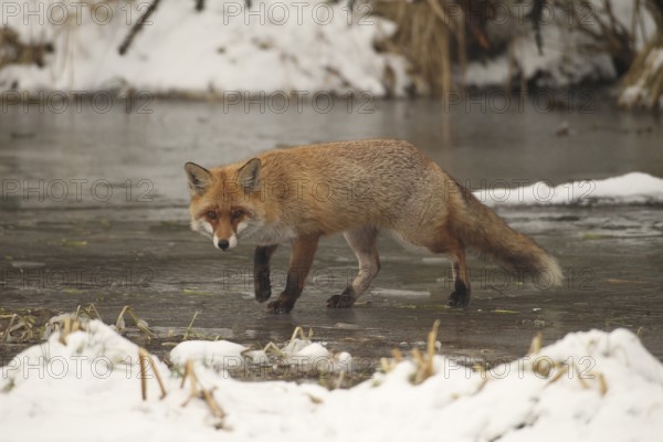 Red lynx (Vulpes vulpes) safe on frozen stream, Allgäu, Bavaria, Germany, Allgäu, Bavaria, Germany, Europe