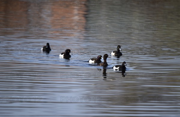 Tufted ducks (Aythya fuligula) on a lake