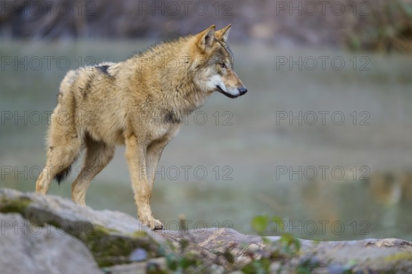 Wolf (Canis lupus), standing next to a body of water, surrounded by rocks in a natural environment, Germany, Europe