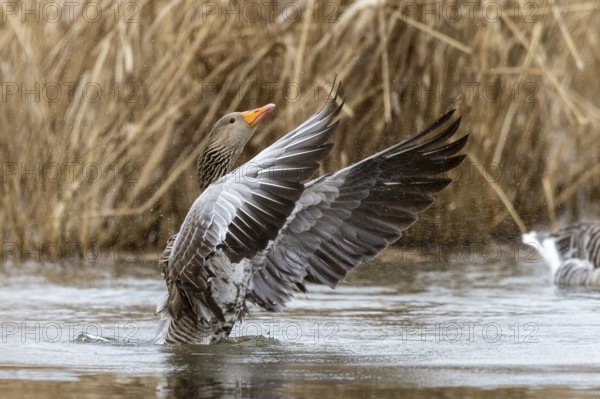 Greylag goose (Anser anser) flaps its wings, wildlife, Germany, Europe