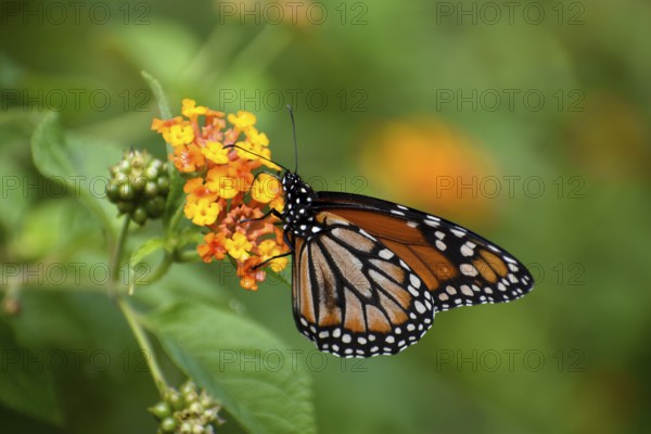 Monarch butterfly (danaus erippus, the sister species of Danaus plexippus) on a spanish flag (Lantana camara), seen in Buenos Aires, Argentina, South America