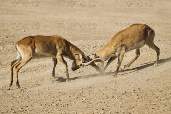 Southern lechwe (Kobus leche) arguing with each other walking in the dessert, captive, distribution Africa