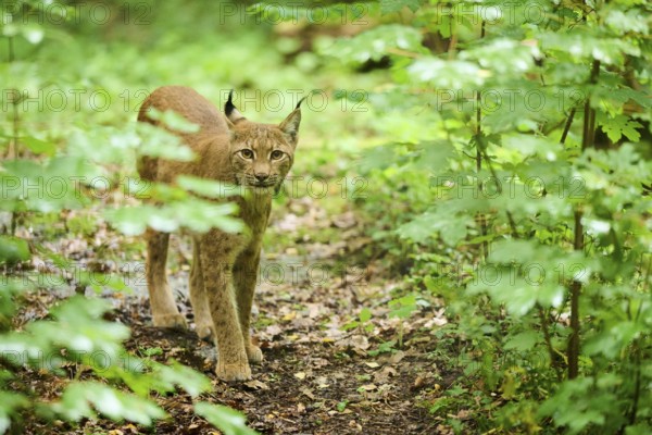 Eurasian lynx (Lynx lynx) walking through a forest, Bavaria, Germany, Europe