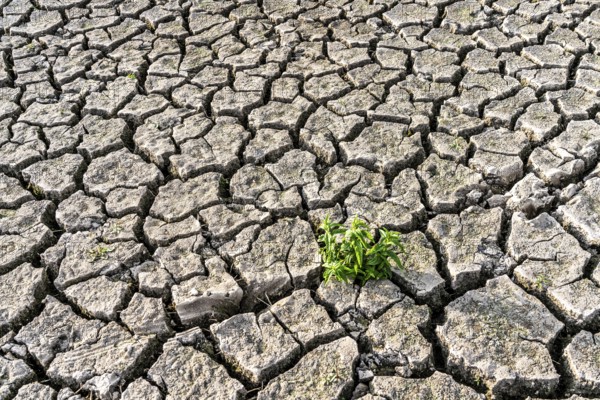 Dry soil, cracked, only a few weeds growing out of the ground, dried-up riverbed, in a side arm of the Rhine, near Duisburg