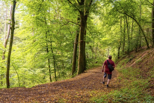 Forest path near Manderscheid, Vulkaneifel, Eifel, Rhineland-Palatinate, Germany, Europe