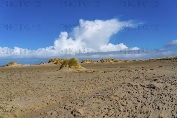 Dune landscape, sand dunes, dune grass in the west of Borkum, island, East Frisia, winter, season, autumn, Lower Saxony, Germany, Europe