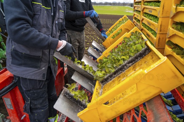 Lettuce plants, in press pots, they are planted in a field with a planting machine, agriculture, spring