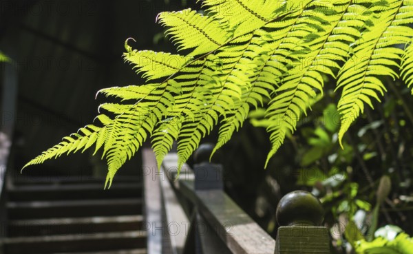 Ornamental fern leaves over the bridge in jungle