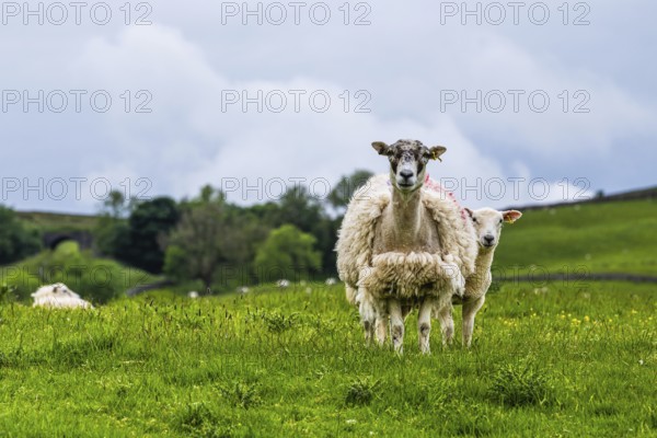 Sheeps and Farms in Yorkshire Dales National Park, North Yorkshire, England, United Kingdom, Europe